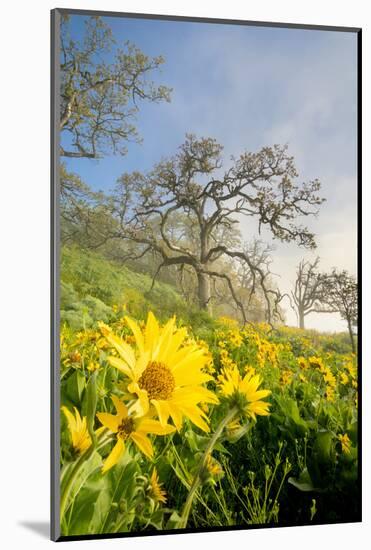 Oregon. Arrowleaf Balsamroot flowers and oak trees in spring bloom at the Rowena Plateau-Gary Luhm-Mounted Photographic Print