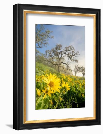 Oregon. Arrowleaf Balsamroot flowers and oak trees in spring bloom at the Rowena Plateau-Gary Luhm-Framed Photographic Print