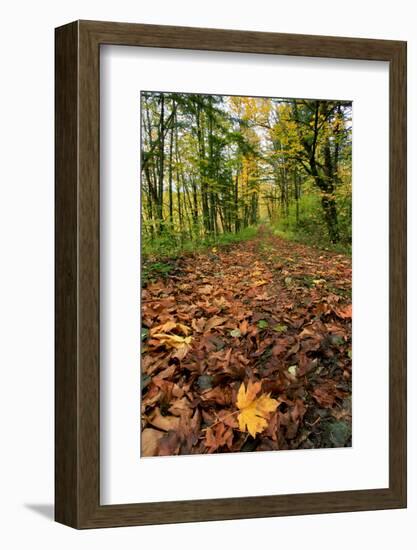 Oregon. Big Leaf Maples in Columbia River Gorge National Scenic Area-Steve Terrill-Framed Photographic Print