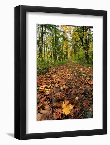 Oregon. Big Leaf Maples in Columbia River Gorge National Scenic Area-Steve Terrill-Framed Photographic Print