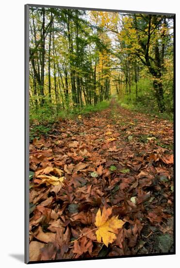 Oregon. Big Leaf Maples in Columbia River Gorge National Scenic Area-Steve Terrill-Mounted Photographic Print