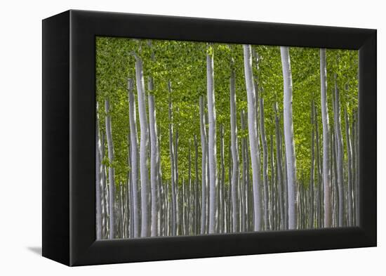 Oregon, Boardman. Pattern of Hybrid Poplar Trees-Jaynes Gallery-Framed Premier Image Canvas