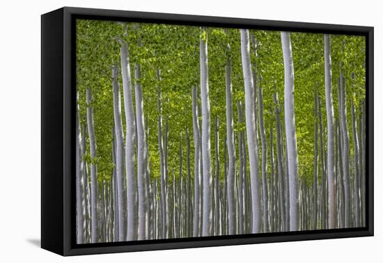 Oregon, Boardman. Pattern of Hybrid Poplar Trees-Jaynes Gallery-Framed Premier Image Canvas