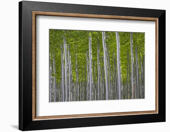 Oregon, Boardman. Pattern of Hybrid Poplar Trees-Jaynes Gallery-Framed Photographic Print