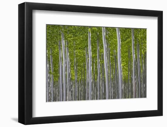 Oregon, Boardman. Pattern of Hybrid Poplar Trees-Jaynes Gallery-Framed Photographic Print