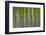 Oregon, Boardman. Pattern of Hybrid Poplar Trees-Jaynes Gallery-Framed Photographic Print