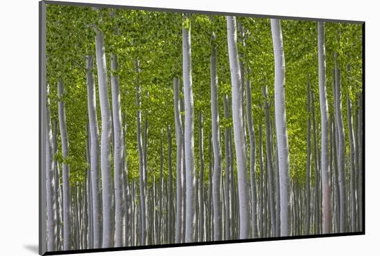 Oregon, Boardman. Pattern of Hybrid Poplar Trees-Jaynes Gallery-Mounted Photographic Print