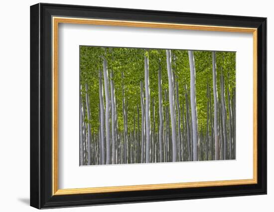 Oregon, Boardman. Pattern of Hybrid Poplar Trees-Jaynes Gallery-Framed Photographic Print