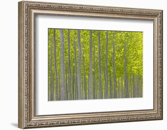 Oregon, Boardman. Pattern of Hybrid Poplar Trees-Jaynes Gallery-Framed Photographic Print