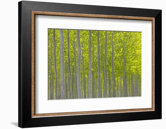 Oregon, Boardman. Pattern of Hybrid Poplar Trees-Jaynes Gallery-Framed Photographic Print