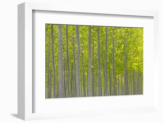 Oregon, Boardman. Pattern of Hybrid Poplar Trees-Jaynes Gallery-Framed Photographic Print