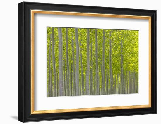 Oregon, Boardman. Pattern of Hybrid Poplar Trees-Jaynes Gallery-Framed Photographic Print