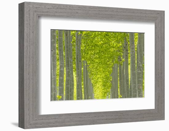 Oregon, Boardman. Pattern of Hybrid Poplar Trees-Jaynes Gallery-Framed Photographic Print