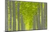 Oregon, Boardman. Pattern of Hybrid Poplar Trees-Jaynes Gallery-Mounted Photographic Print