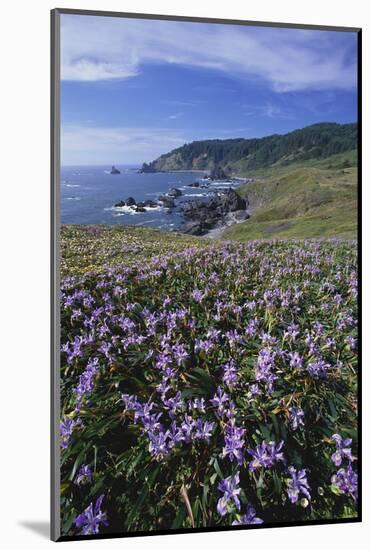Oregon Coast and Douglas Iris-Darrell Gulin-Mounted Photographic Print