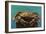 Oregon Coast - Dungeness Crab Vintage Postcard-Lantern Press-Framed Art Print