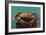 Oregon Coast - Dungeness Crab Vintage Postcard-Lantern Press-Framed Art Print