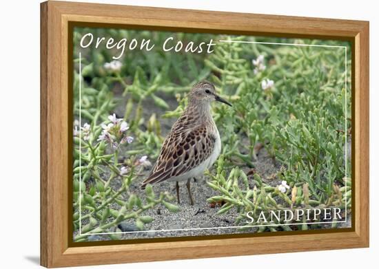 Oregon Coast - Sandpiper-Lantern Press-Framed Stretched Canvas