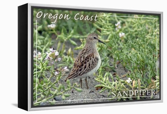 Oregon Coast - Sandpiper-Lantern Press-Framed Stretched Canvas
