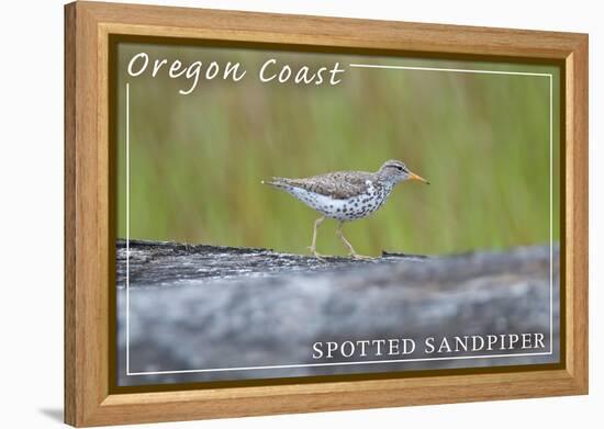 Oregon Coast - Spotted Sandpiper-Lantern Press-Framed Stretched Canvas