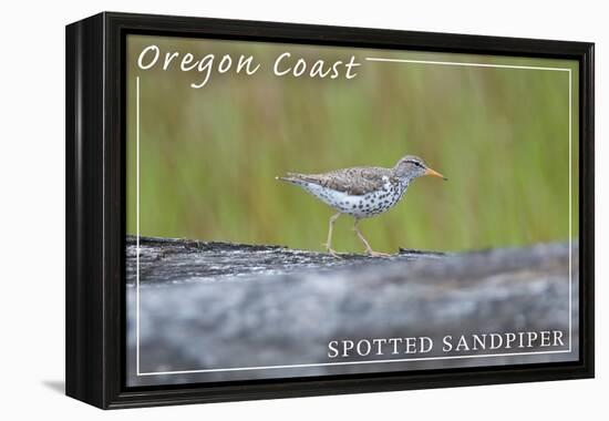 Oregon Coast - Spotted Sandpiper-Lantern Press-Framed Stretched Canvas