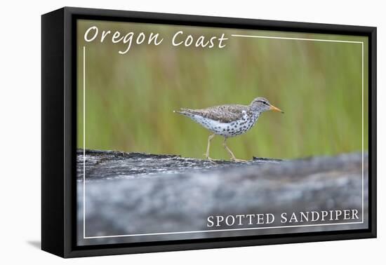 Oregon Coast - Spotted Sandpiper-Lantern Press-Framed Stretched Canvas