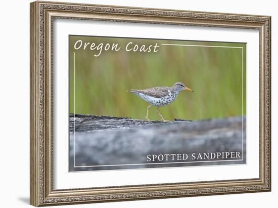 Oregon Coast - Spotted Sandpiper-Lantern Press-Framed Art Print