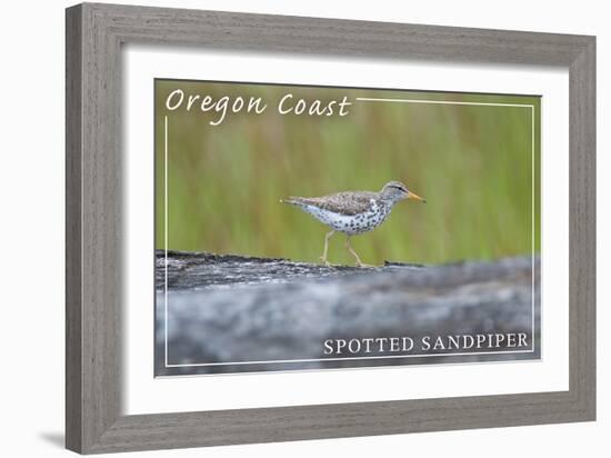 Oregon Coast - Spotted Sandpiper-Lantern Press-Framed Art Print