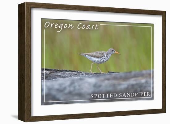 Oregon Coast - Spotted Sandpiper-Lantern Press-Framed Art Print