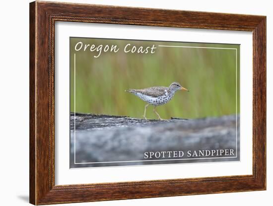 Oregon Coast - Spotted Sandpiper-Lantern Press-Framed Art Print