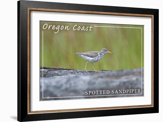 Oregon Coast - Spotted Sandpiper-Lantern Press-Framed Art Print