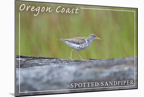 Oregon Coast - Spotted Sandpiper-Lantern Press-Mounted Art Print