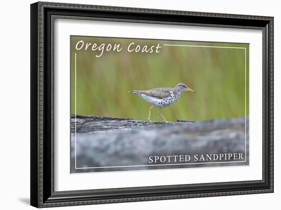 Oregon Coast - Spotted Sandpiper-Lantern Press-Framed Art Print