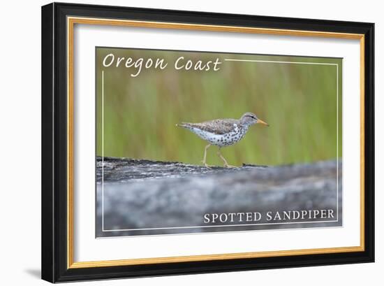 Oregon Coast - Spotted Sandpiper-Lantern Press-Framed Art Print