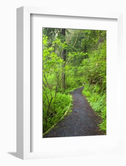 Oregon Coast Trail, Oswald West State Park, Oregon, USA-Jamie & Judy Wild-Framed Photographic Print