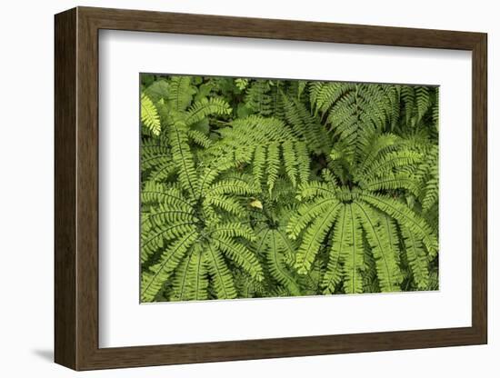 Oregon_Columbia_Gorge_Ferns-Art Wolfe-Framed Photographic Print