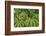 Oregon_Columbia_Gorge_Ferns-Art Wolfe-Framed Photographic Print