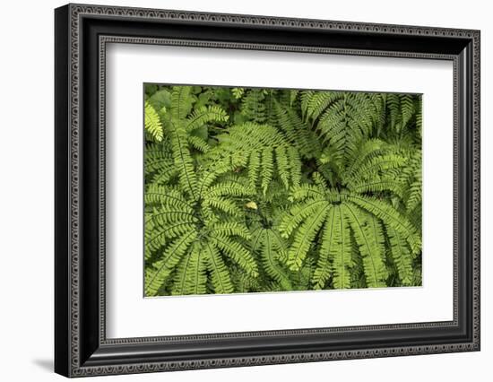 Oregon_Columbia_Gorge_Ferns-Art Wolfe-Framed Photographic Print