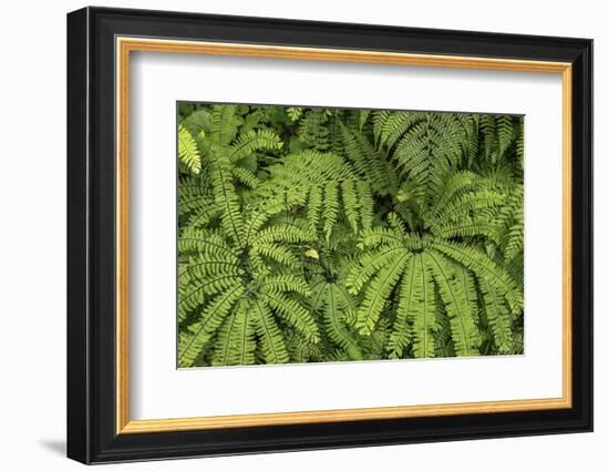 Oregon_Columbia_Gorge_Ferns-Art Wolfe-Framed Photographic Print