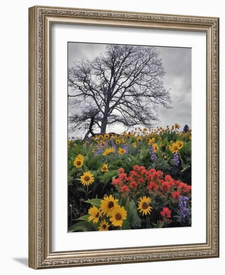 Oregon, Columbia River Gorge. Oak Tree and Wildflowers-Steve Terrill-Framed Photographic Print