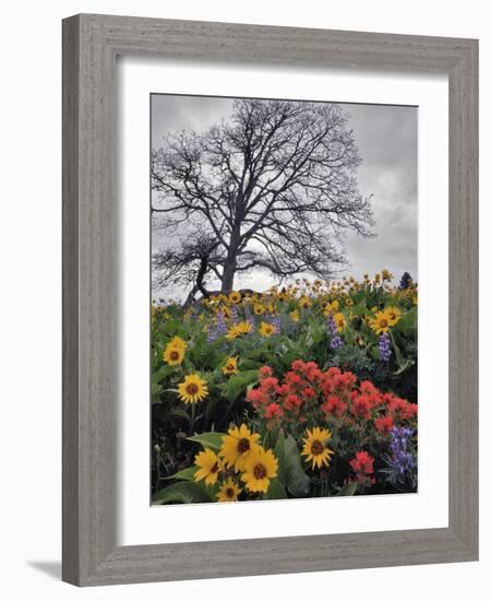 Oregon, Columbia River Gorge. Oak Tree and Wildflowers-Steve Terrill-Framed Photographic Print