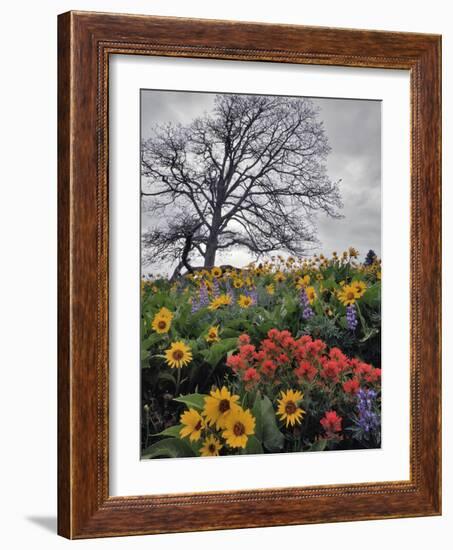 Oregon, Columbia River Gorge. Oak Tree and Wildflowers-Steve Terrill-Framed Photographic Print