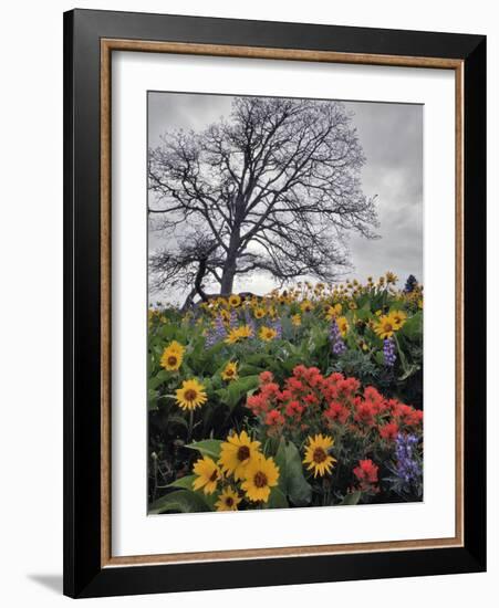 Oregon, Columbia River Gorge. Oak Tree and Wildflowers-Steve Terrill-Framed Photographic Print