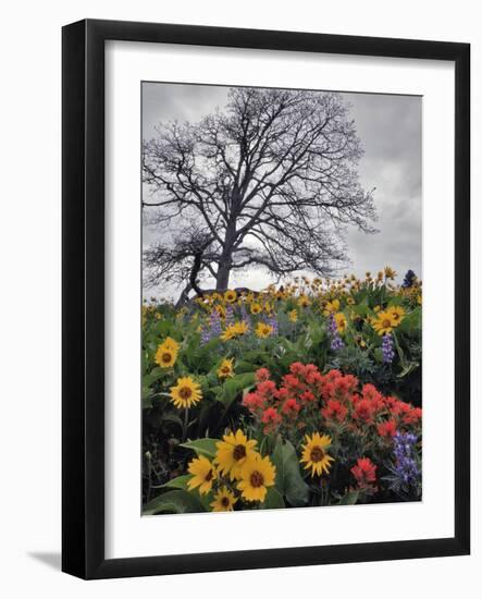 Oregon, Columbia River Gorge. Oak Tree and Wildflowers-Steve Terrill-Framed Photographic Print