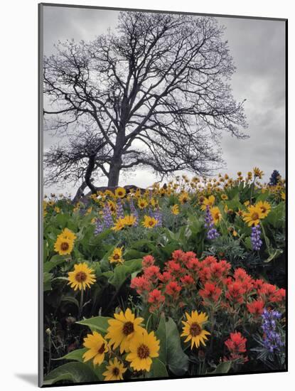 Oregon, Columbia River Gorge. Oak Tree and Wildflowers-Steve Terrill-Mounted Photographic Print