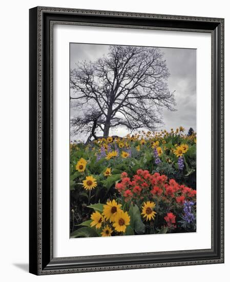 Oregon, Columbia River Gorge. Oak Tree and Wildflowers-Steve Terrill-Framed Photographic Print