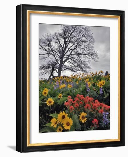 Oregon, Columbia River Gorge. Oak Tree and Wildflowers-Steve Terrill-Framed Photographic Print