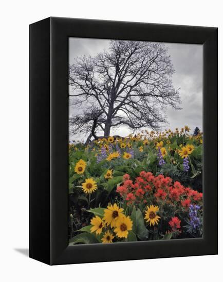 Oregon, Columbia River Gorge. Oak Tree and Wildflowers-Steve Terrill-Framed Premier Image Canvas