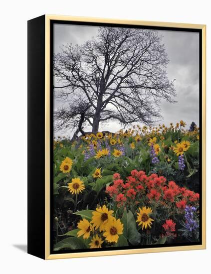 Oregon, Columbia River Gorge. Oak Tree and Wildflowers-Steve Terrill-Framed Premier Image Canvas