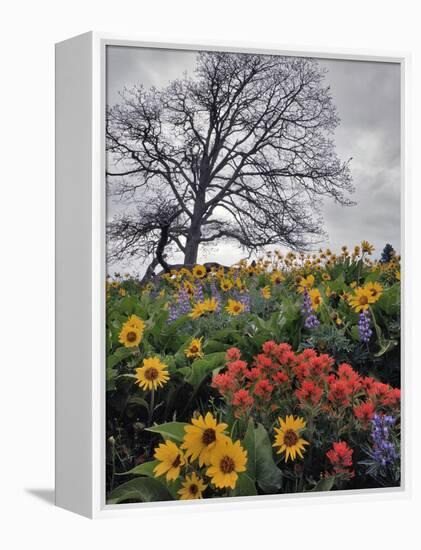 Oregon, Columbia River Gorge. Oak Tree and Wildflowers-Steve Terrill-Framed Premier Image Canvas